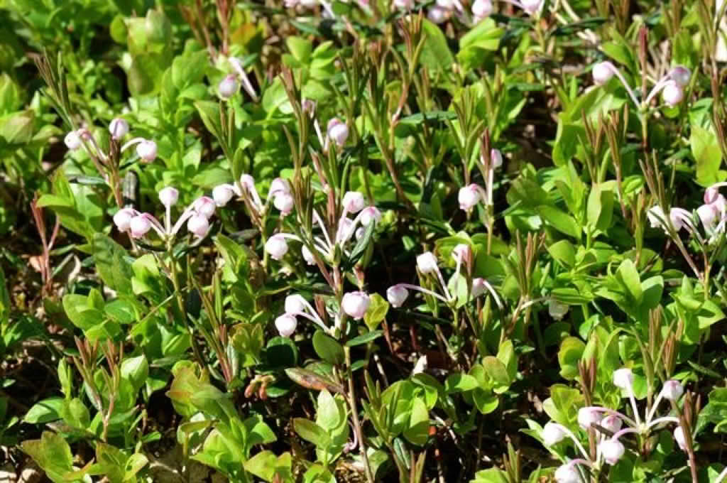 Andromeda polifolia