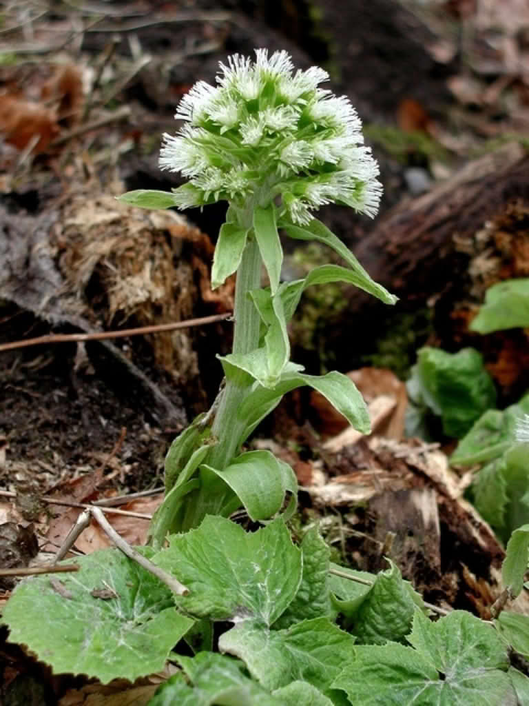Petasites albus