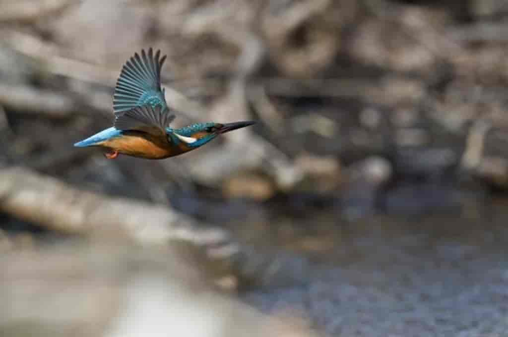 Alcedo atthis