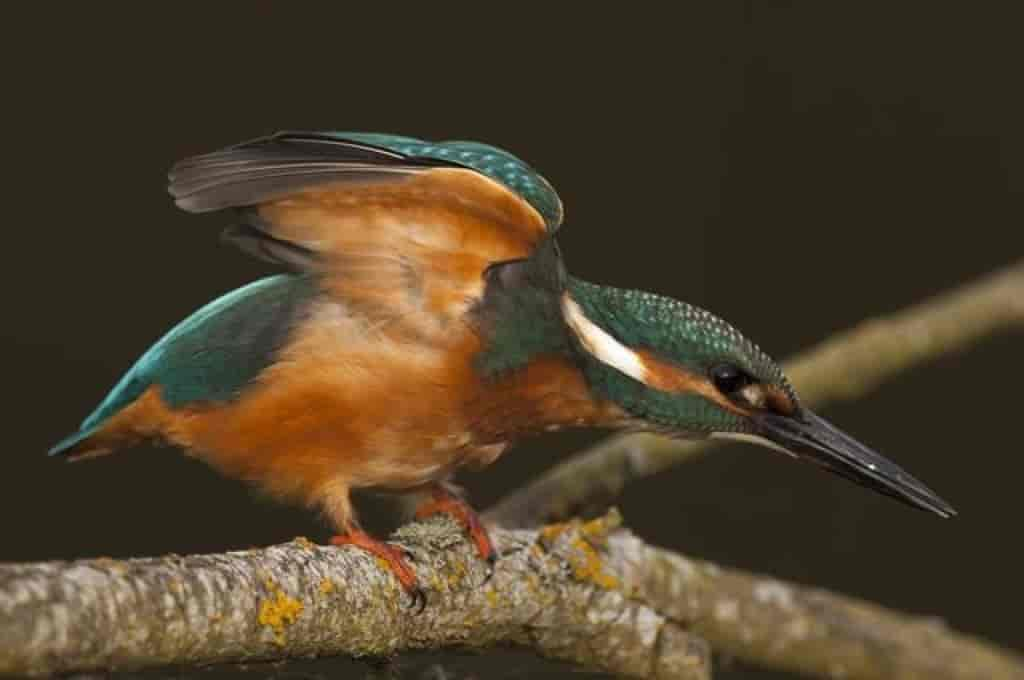 Alcedo atthis