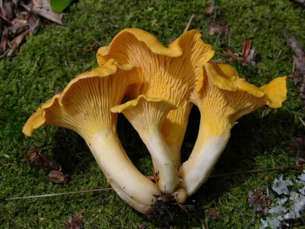 Cantharellus cibarius