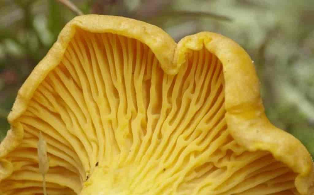 Cantharellus cibarius