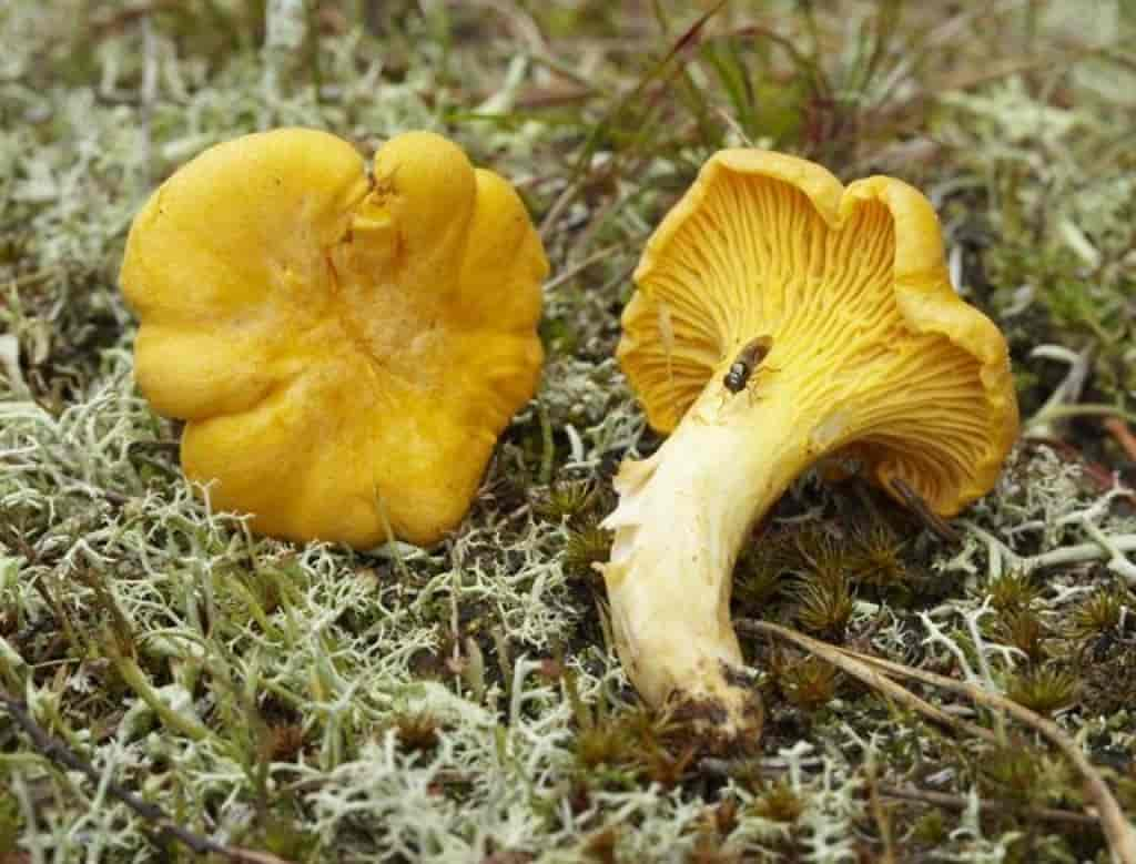 Cantharellus cibarius