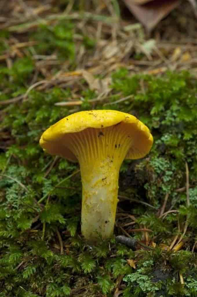 Cantharellus cibarius