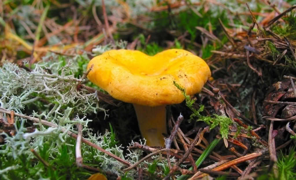 Cantharellus cibarius