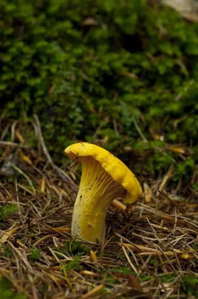 Cantharellus cibarius