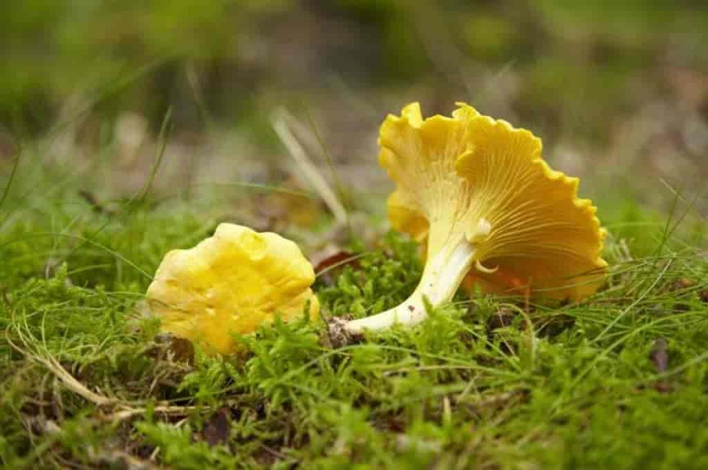 Cantharellus cibarius