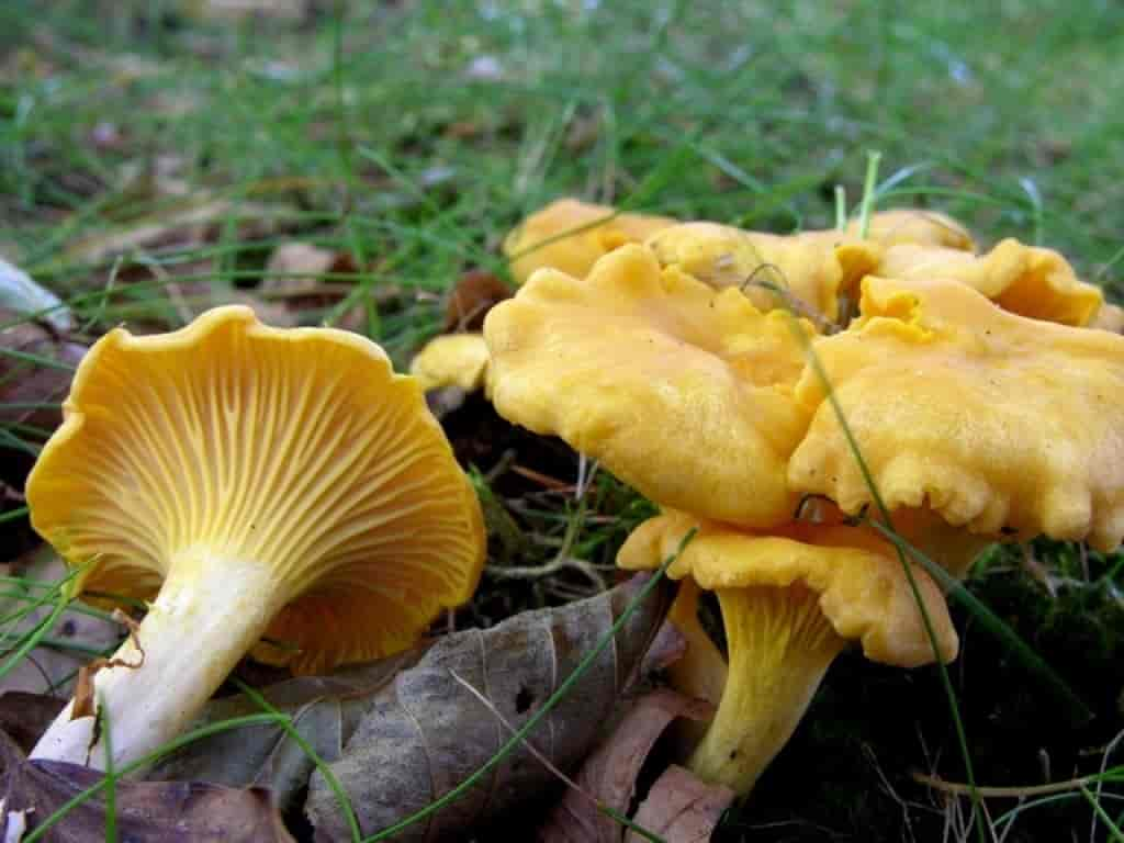 Cantharellus cibarius