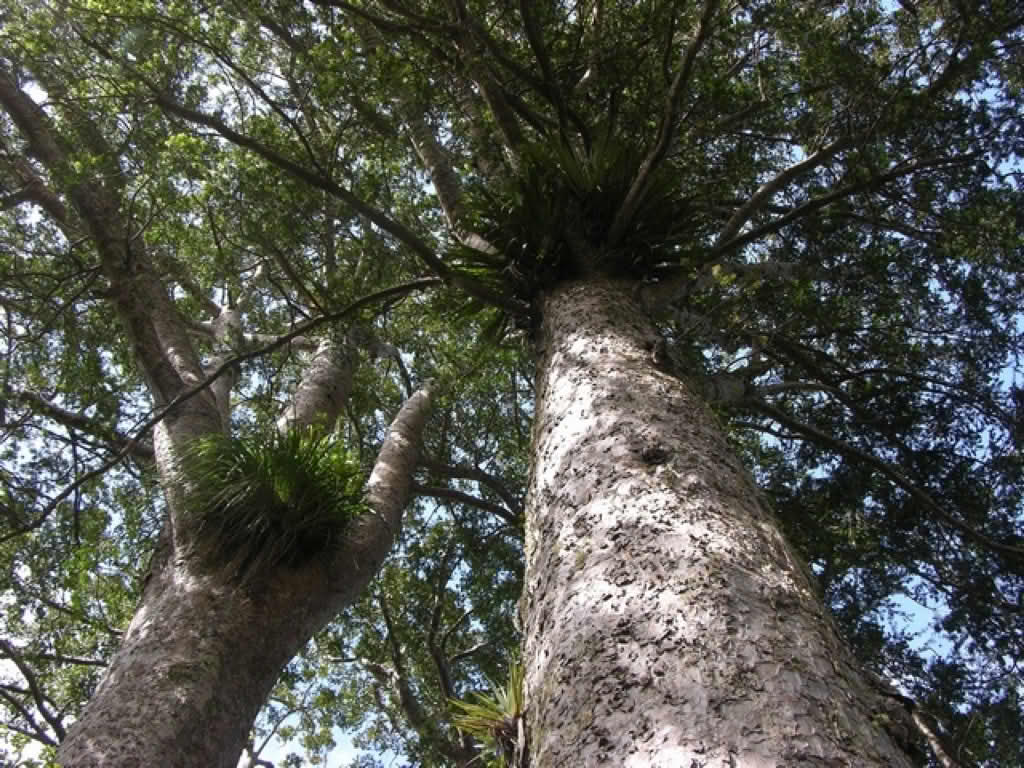 Agathis australis