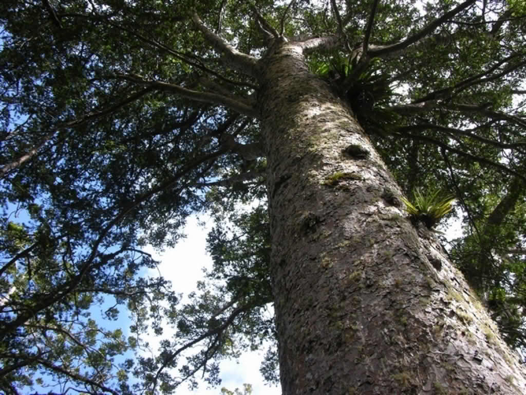 Agathis australis