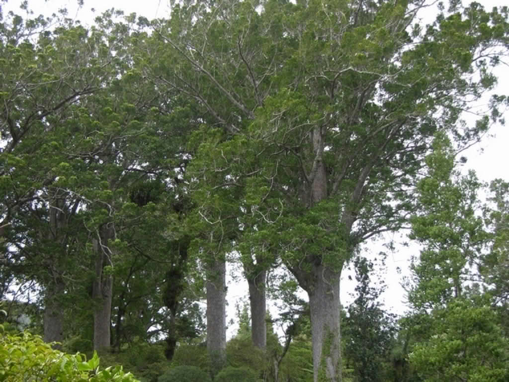 Agathis australis