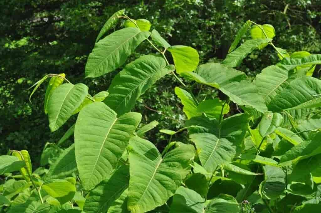 Fallopia sachalinensis