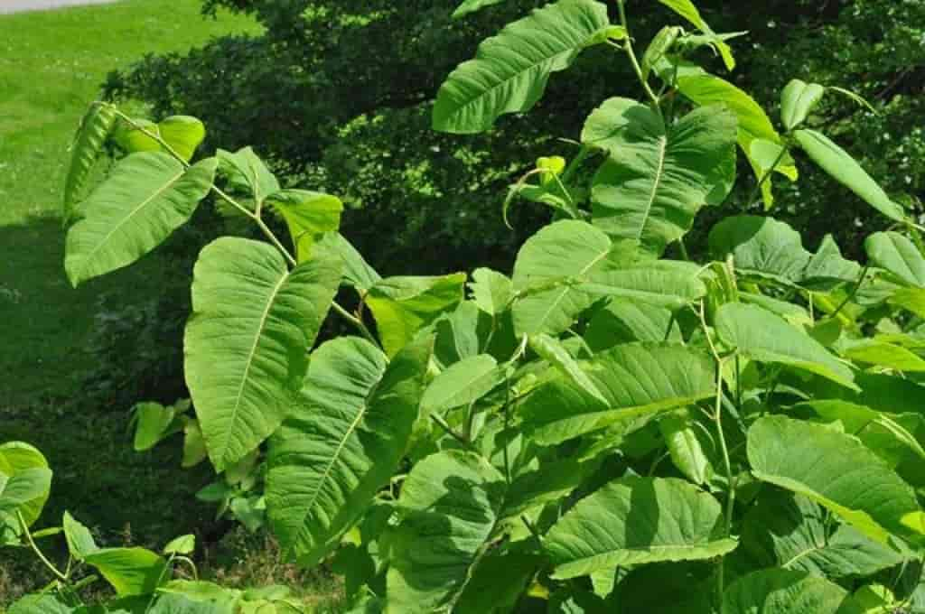 Fallopia sachalinensis