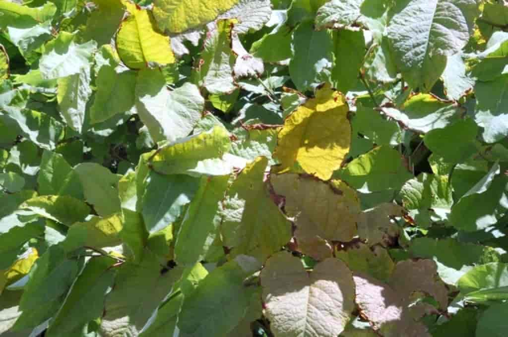 Fallopia sachalinensis