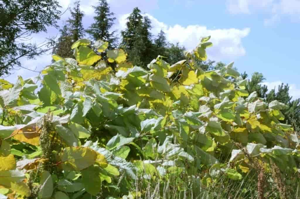 Fallopia sachalinensis