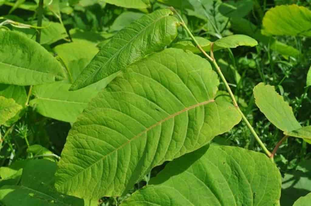 Fallopia sachalinensis