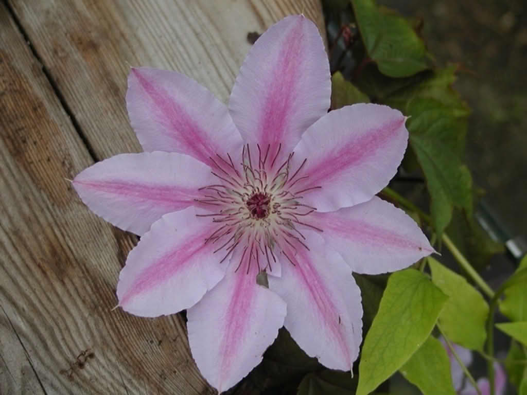 Clematis