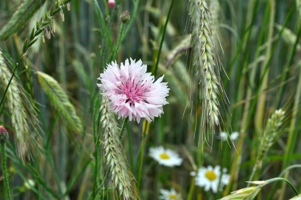 Centaurea cyanus