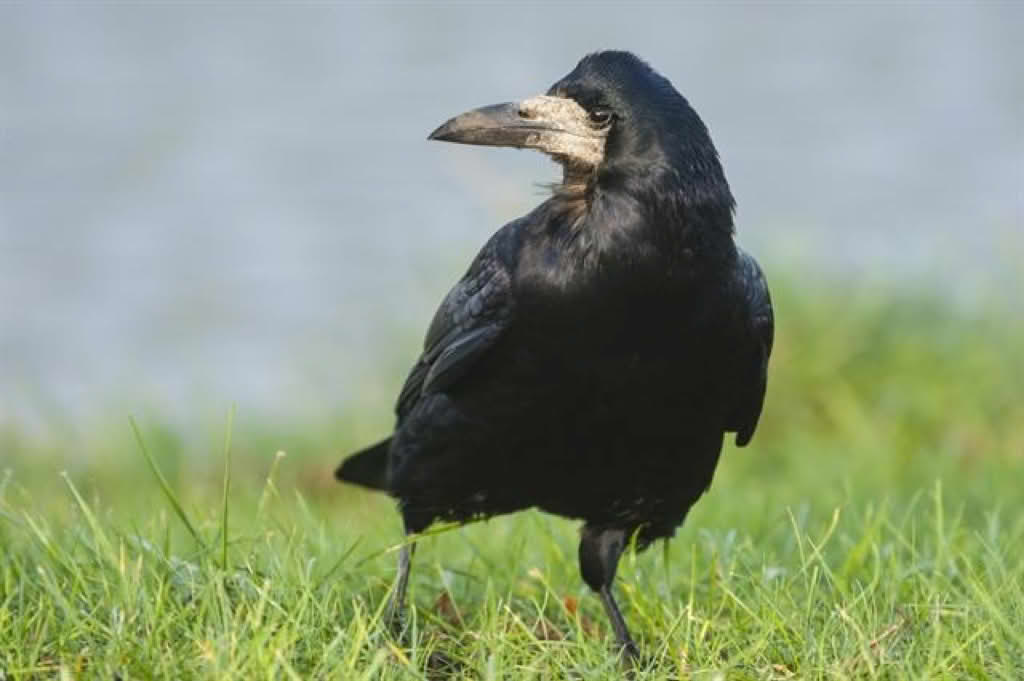 Corvus frugilegus