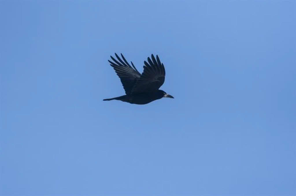 Corvus frugilegus
