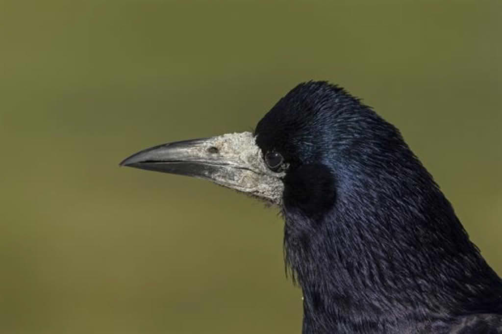 Corvus frugilegus
