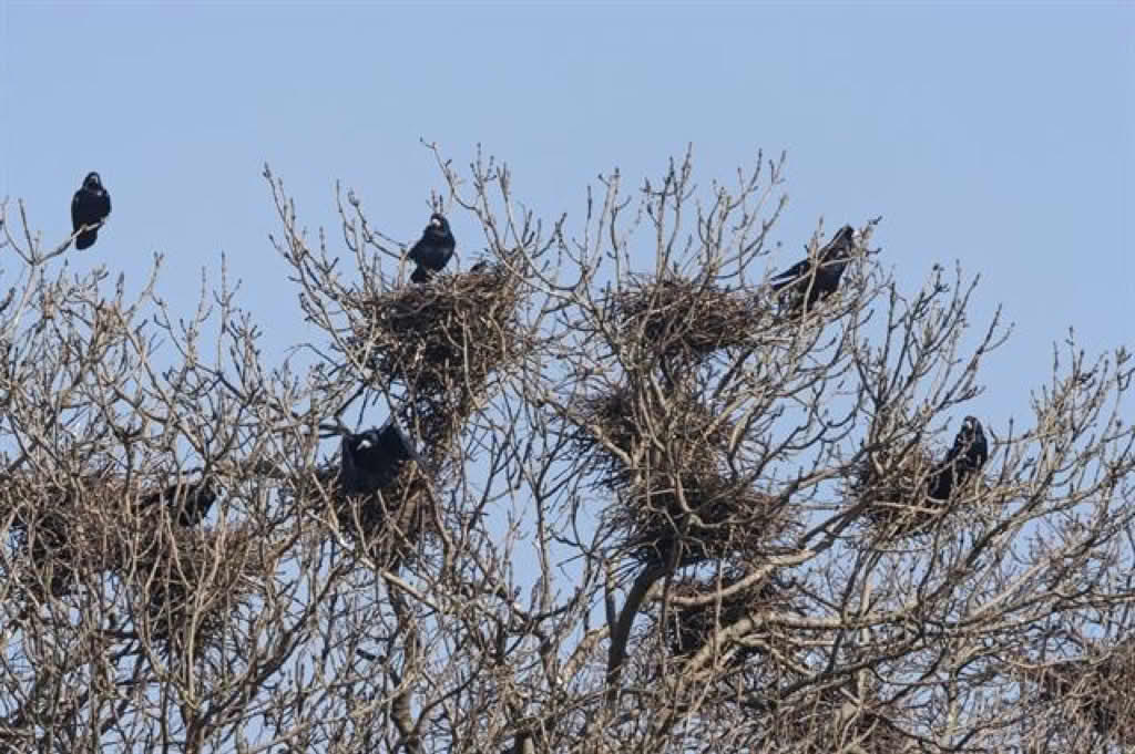 Corvus frugilegus