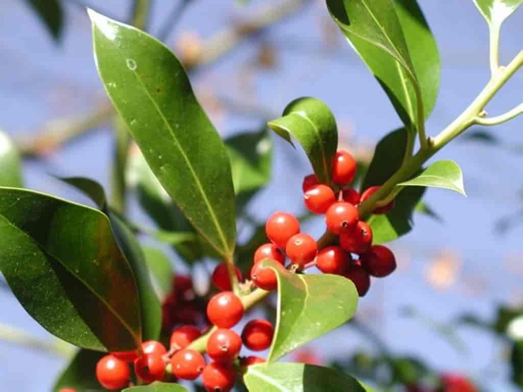 Ilex aquifolium