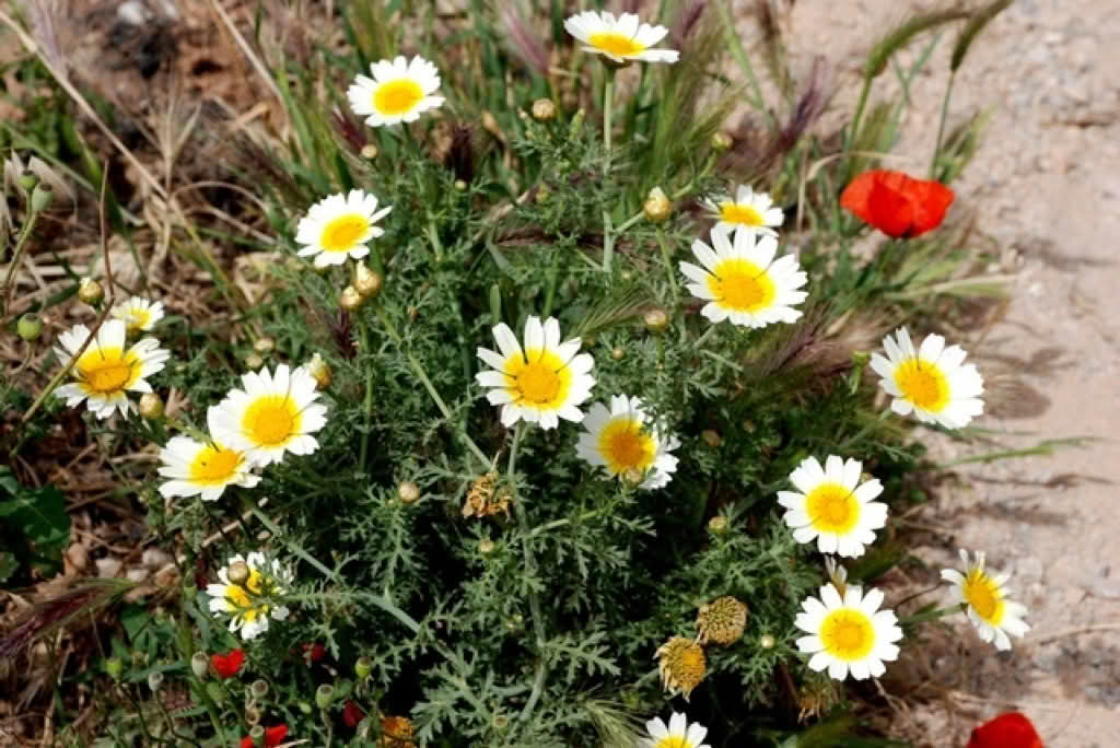 Chrysanthemum coronarium