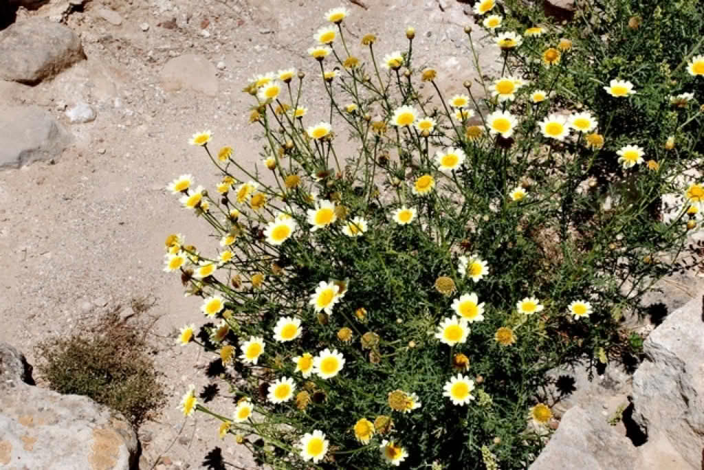 Chrysanthemum coronarium