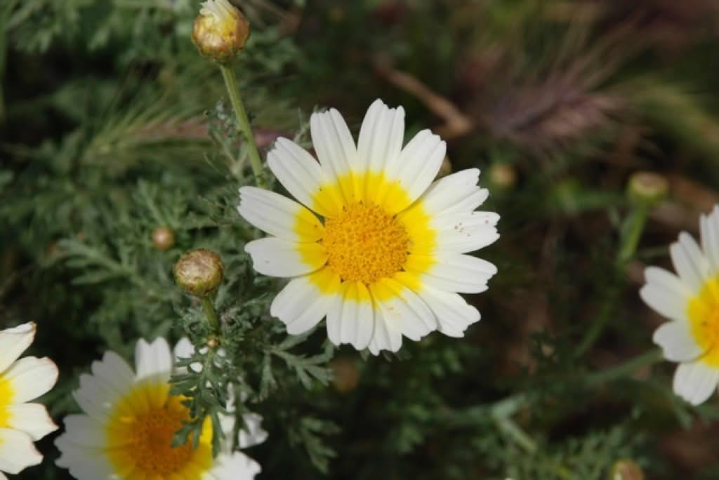Chrysanthemum coronarium