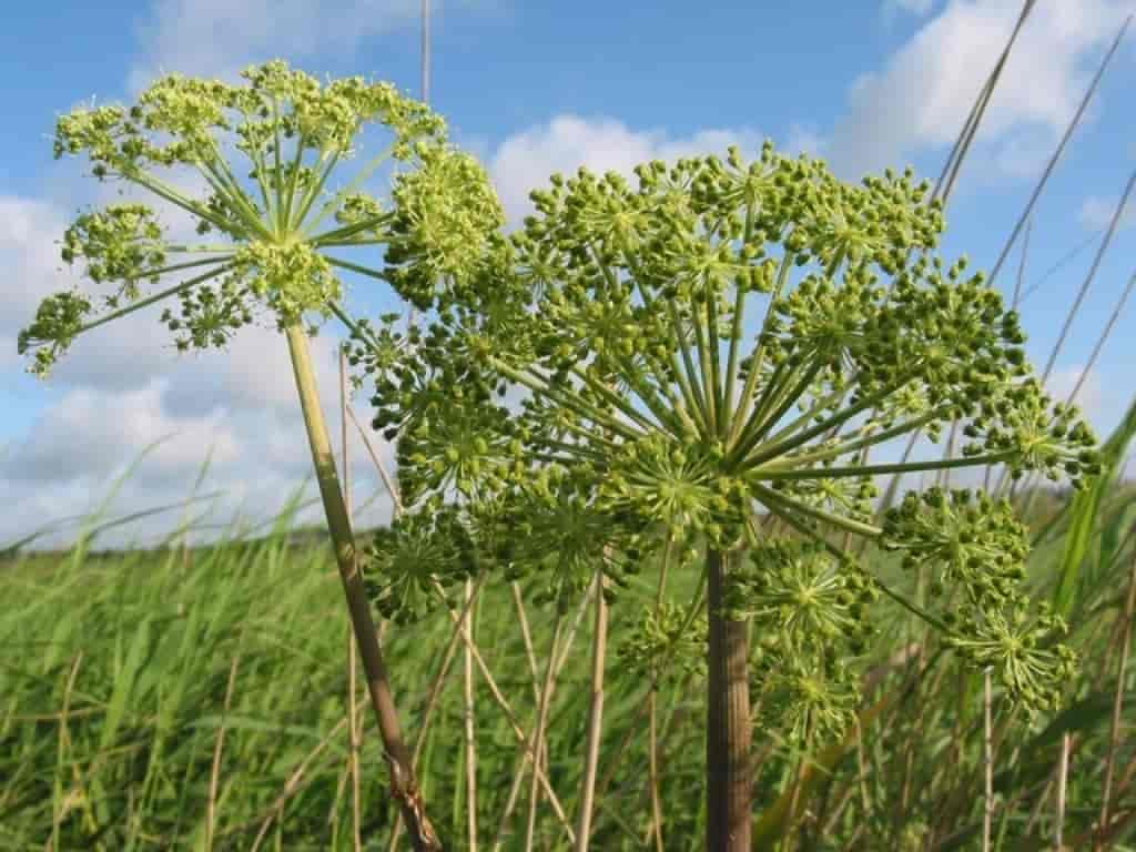 Angelica archangelica ssp. litoralis