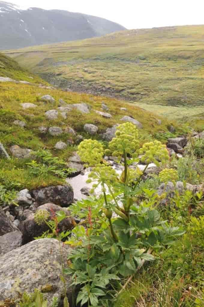 Angelica archangelica ssp. archangelica