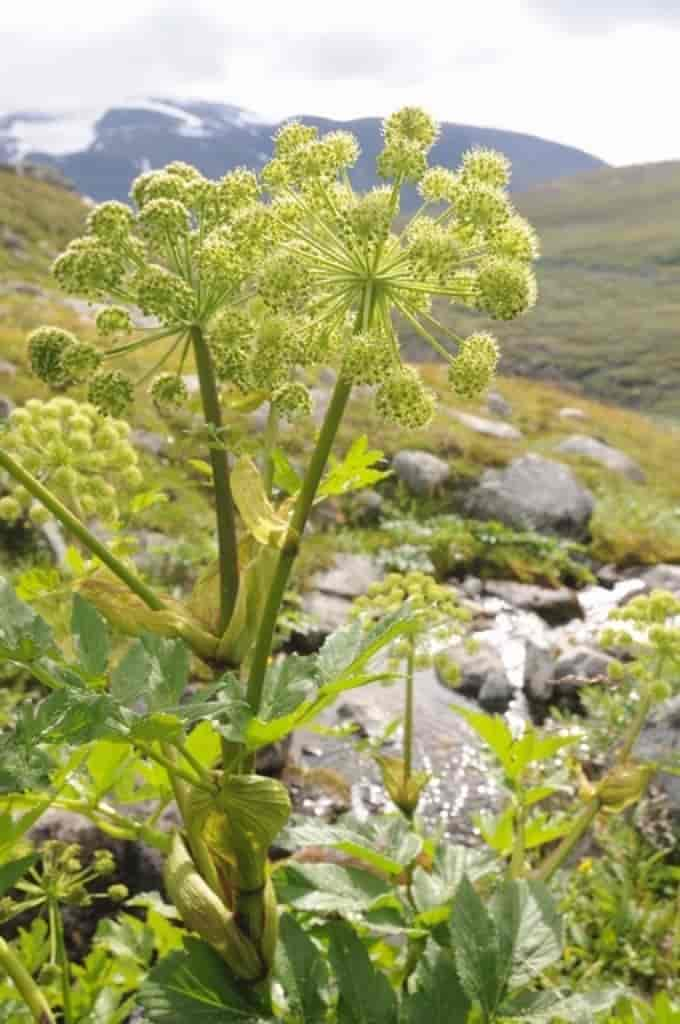 Angelica archangelica ssp. archangelica