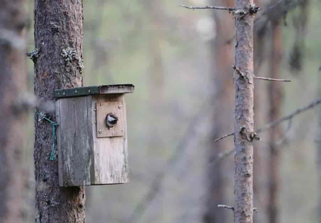 Parus cinctus