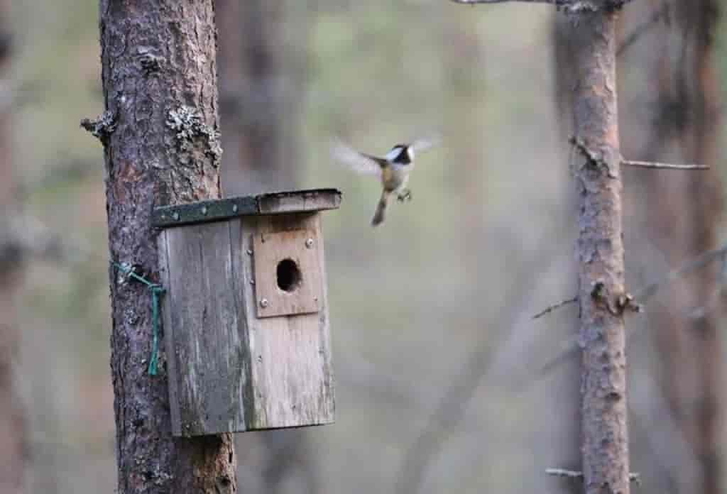 Parus cinctus