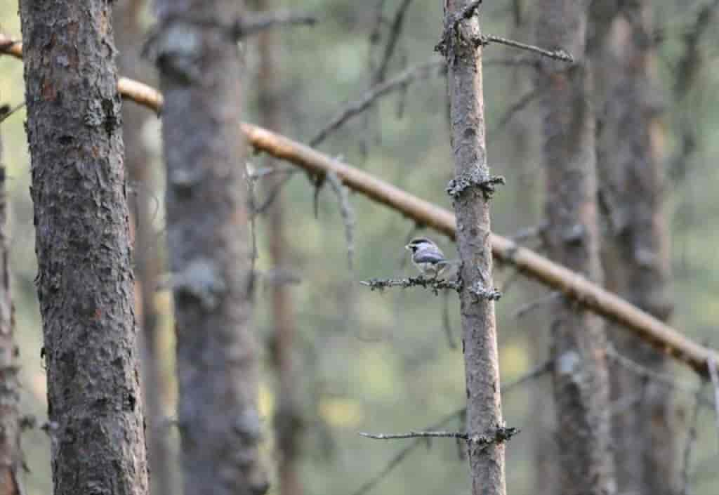 Parus cinctus