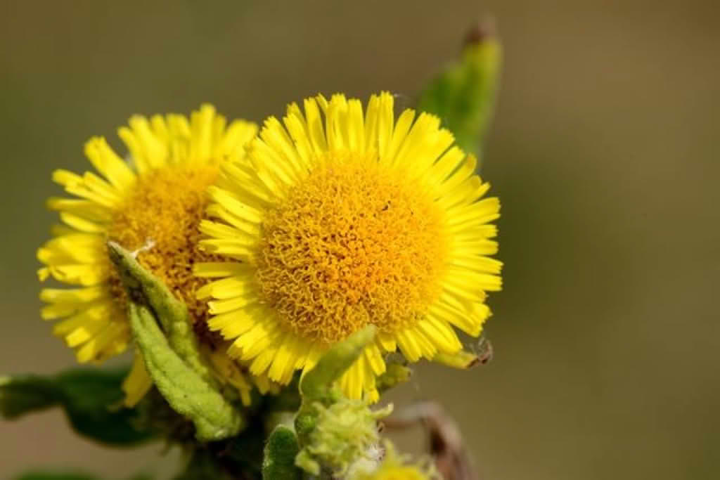 Pulicaria dysenterica