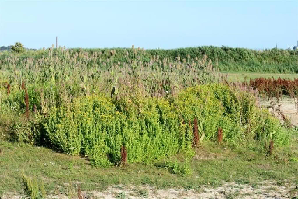 Pulicaria dysenterica