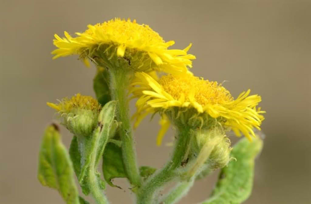 Pulicaria dysenterica