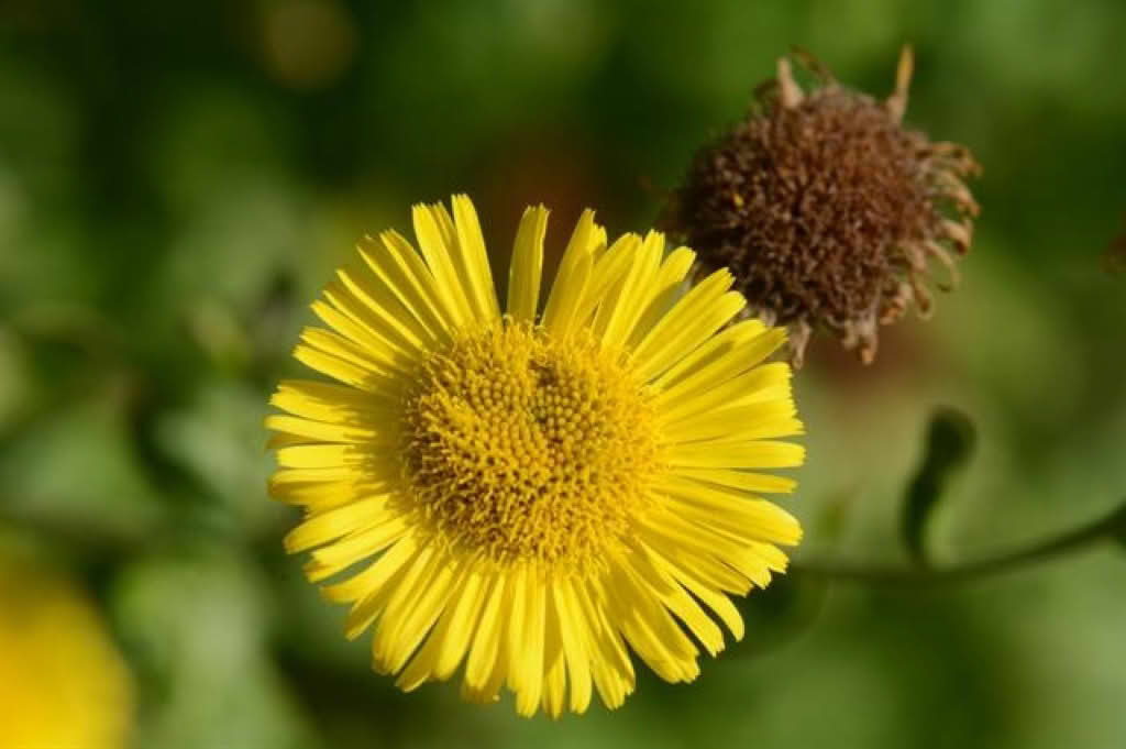Pulicaria dysenterica
