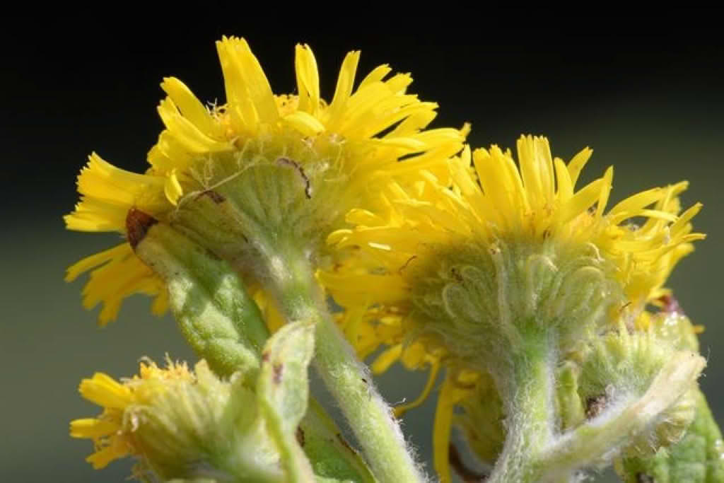 Pulicaria dysenterica