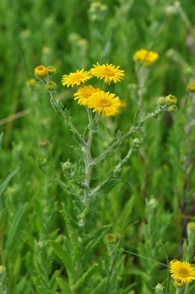 Pulicaria dysenterica