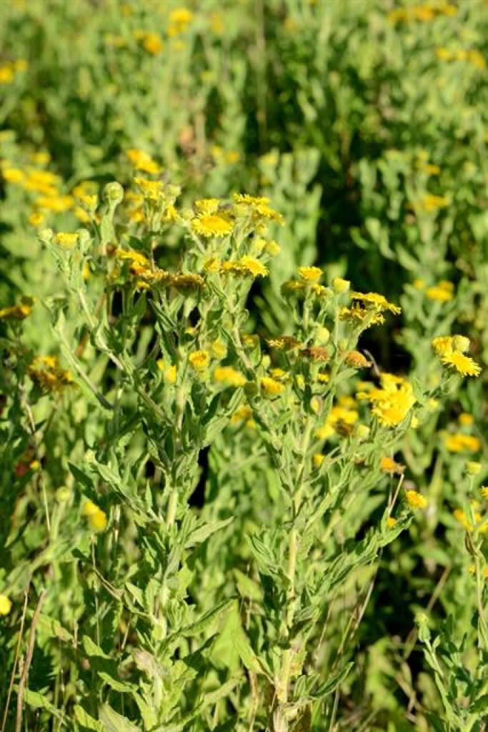 Pulicaria dysenterica