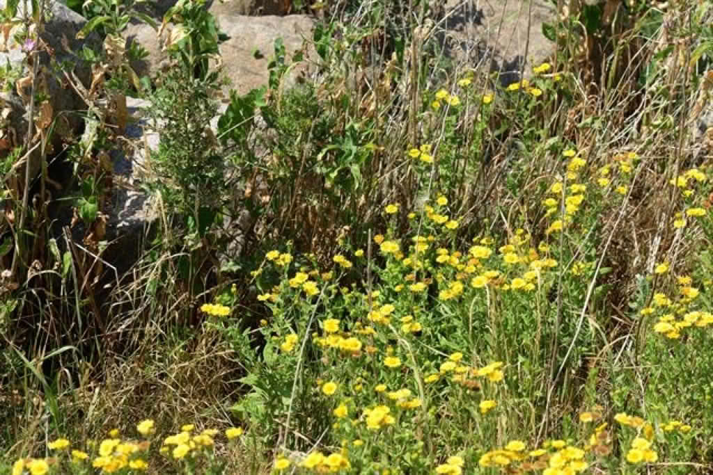 Pulicaria dysenterica