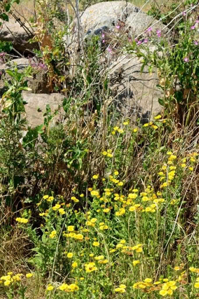Pulicaria dysenterica