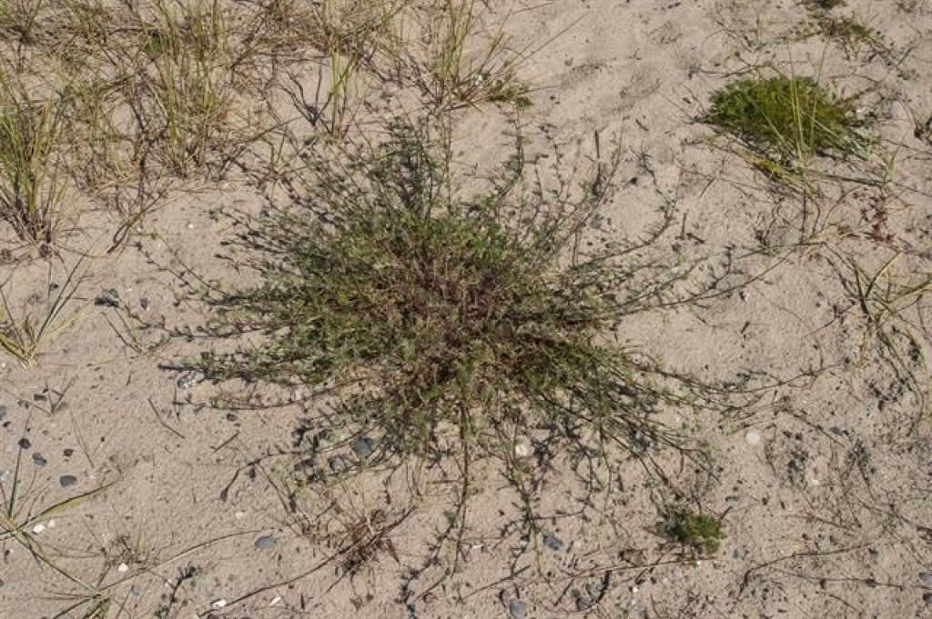 Artemisia campestris