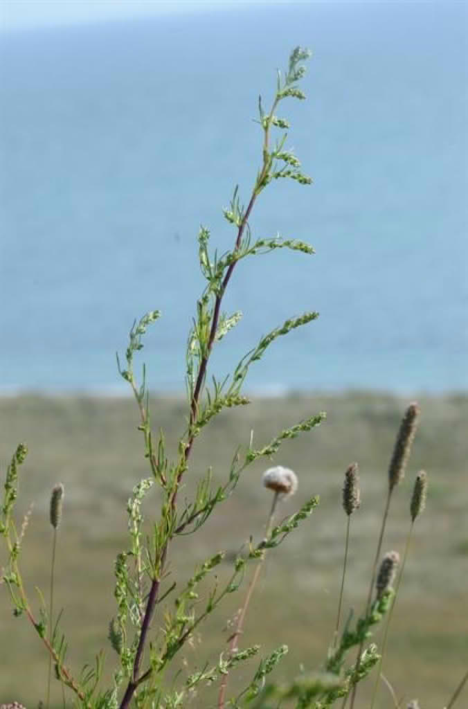 Artemisia campestris