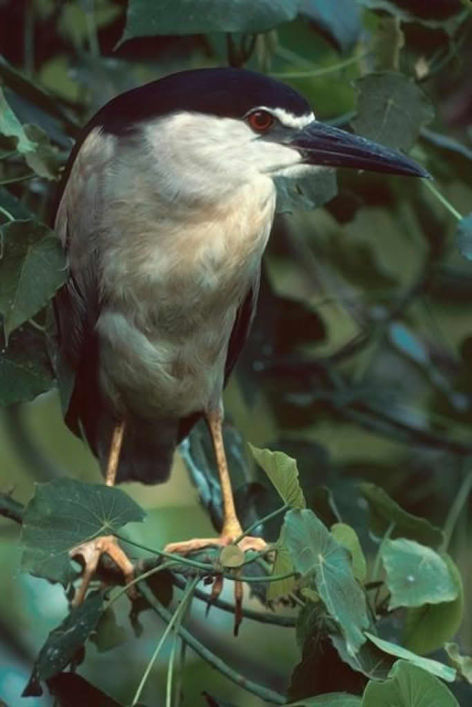Nycticorax nycticorax