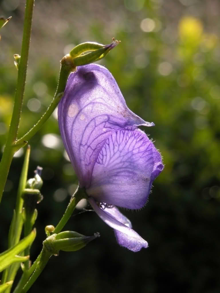 Aconitum x stoerkianum
