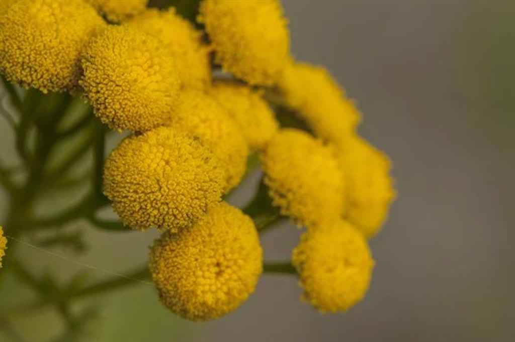 Tanacetum vulgare